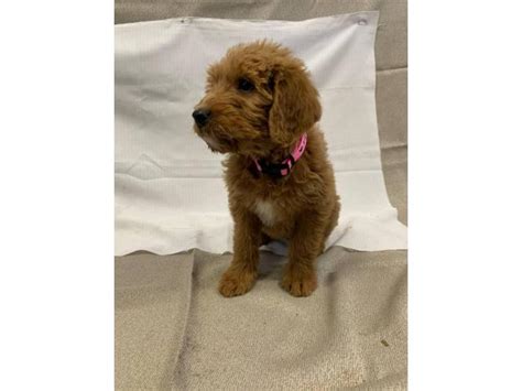 Browse the largest, most trusted source of mini labradoodle puppies for sale. 8 Labradoodle puppies for sale in New Philadelphia, Ohio ...