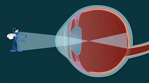 How Does The Human Eye Work Bbc Bitesize