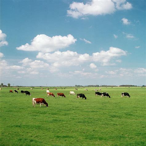 Cows Grazing In Field Holland Photograph By Mark Horn