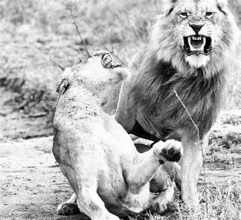 Löwen Bei Der Paarung Foto And Bild Tiere Wildlife Säugetiere Bilder Auf Fotocommunity