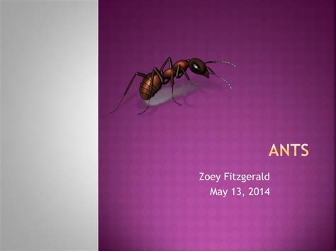 Ppt Ants Powerpoint Presentation Free Download Id2820215
