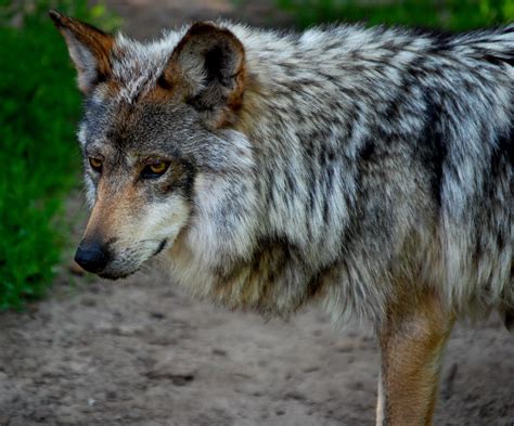 Mexican Gray Wolf — Wildlife Science Center