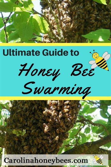 Honey Bee Swarming Mysteries Revealed Carolina Honeybees Honey Bee
