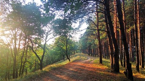 Landscape Nature Pine Trees Evening Pathway Sunset Forest
