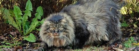 Norwegian Forest Cat Information Health Pictures And Training Pet Paw