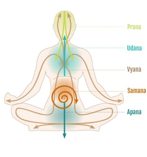 Los 5 Prana Vayus Principales Yoga Kundalini Rutina De Yoga Clase
