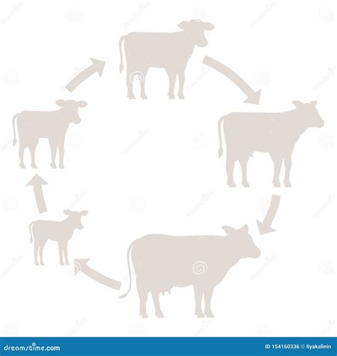 Round Stages Of Cow Growth Set Milk Farm Breeding Cow Beefs