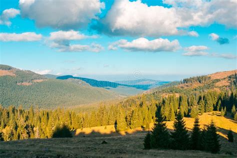 Beautiful Mountainous Landscape With Spruce Forest Stock Photo Image