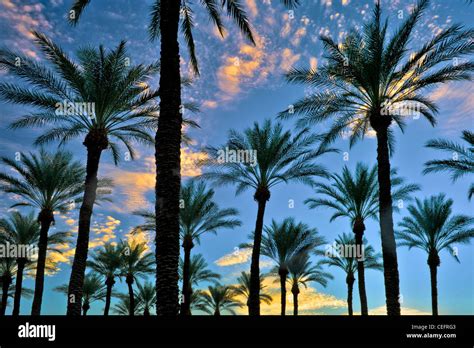 Sunrise With Palm Trees