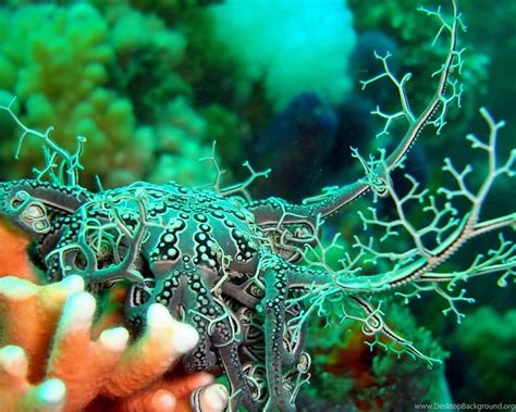 Octopus Sealife Underwater Ocean Sea Art Artwork Wallpapers Desktop