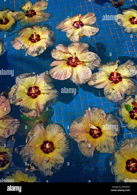 Beach Hibiscus Hibiscus Tiliaceus Floating On Water Stock Photo Alamy