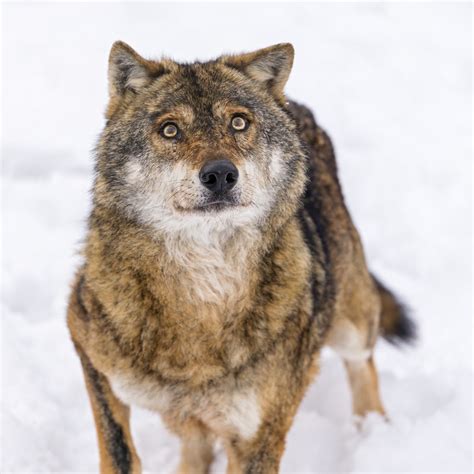 Canis Lupus 101 Images Of The Day Tibetan Wolves