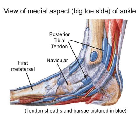 Posterior Tibial Tendon Anatomy