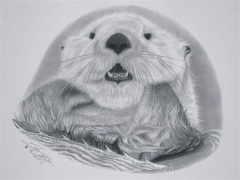 Sea Otter Sketch At Explore Collection Of Sea