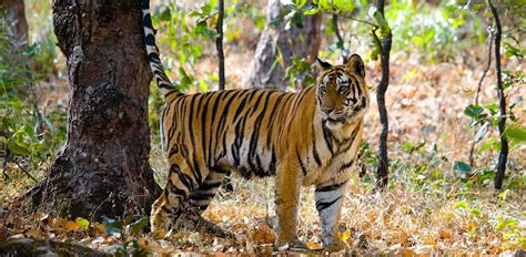 Bandhavgarh National Park India Luxe And Intrepid Asia Remote Lands