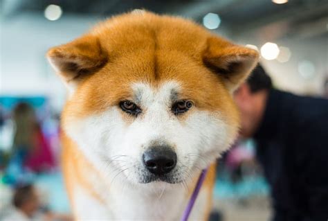 Akita Inu Purebred Puppy Dog Stock Image Image Of Outdoor Japanese