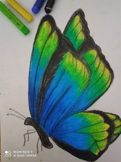 Colorful Butterfly Art Drawing