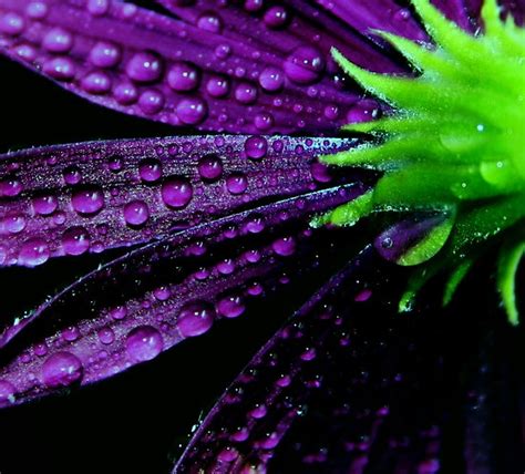 24 Extraordinary Moments Of Rain And Dew Photography