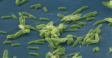 qué es vibrio vulnificus la bacteria del mar que mató a más del 20 de quienes infectó en 10