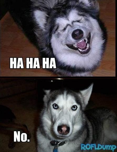 Ha Ha Ha Ha No Rofl Dump Silly Dogs Funny Memes Funny Animal Pictures