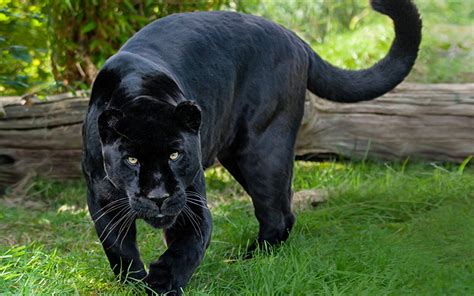 Learn About 48 Imagen Jaguar Black On Black Vn