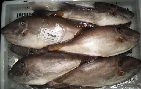 Leather Jacket Fish At Best Price In Gir Somnath Nova Sea Foods