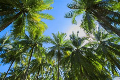 Dawn In The Jungle Palm Trees Tropical View Stock Image Image Of