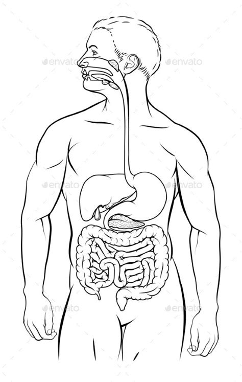Human Digestive System Human Digestive System Human Body Systems