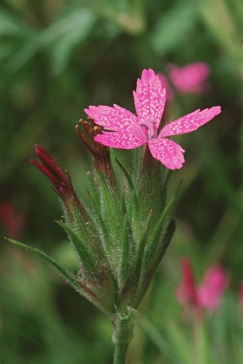 Deptford Pink Deptford Pink Dianthus Armeria Copyright Nat Flickr