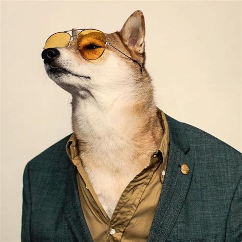 Stylish Dog Is The Hottest Fashion Model In Town Dogs Menswear Dog