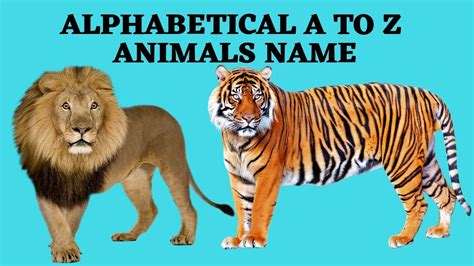 ALPHABETICAL A TO Z ANIMALS NAME FOR TODDLERS AND KIDS. - YouTube