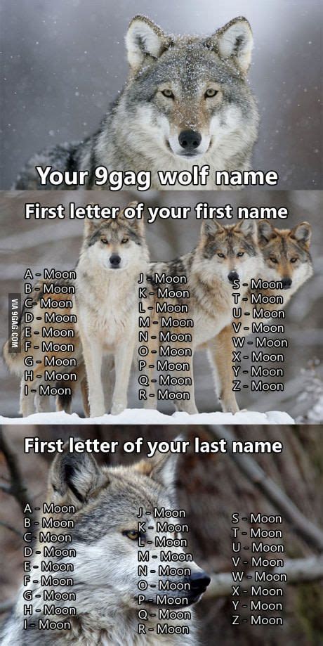 Whats Your 9gag Wolf Name Animals Wolf Name Funny Memes Wolf
