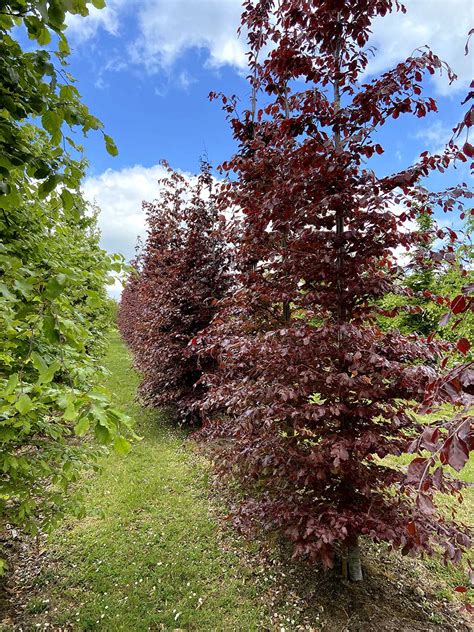 Fagus Sylvatica Atropurpurea Copper Beech Nangle And Niesen