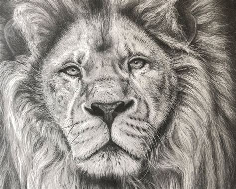 Original Lion Pencil Drawing By Jason Bodell A2 Lion Portrait Fine Art