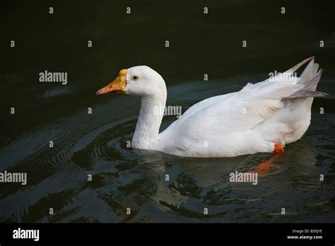 Duck Swimming In Water Hi Res Stock Photography And Images Alamy