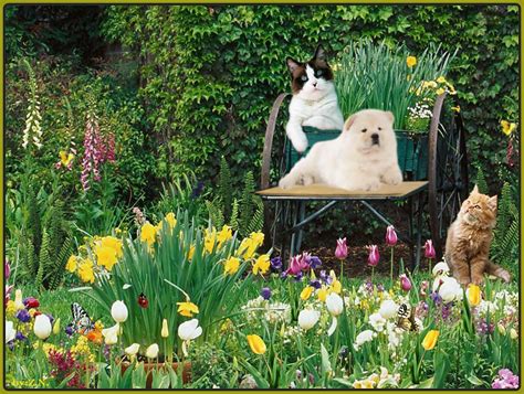 Animals In Spring Desktop Wallpaper Wallpapersafari