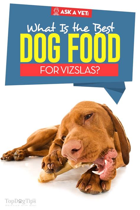 Dogs, like humans and all other animals, need balanced diets and all the necessary nutrients to develop properly. Best Dog Food for Vizsla: 9 Vet Recommended Brands - Dog ...