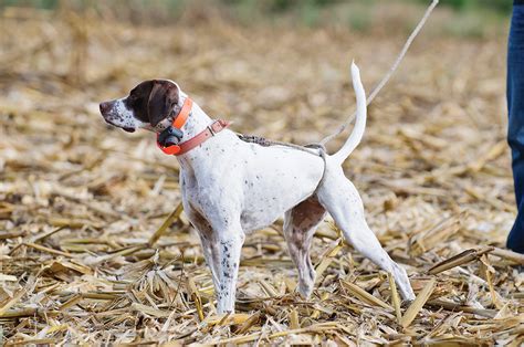 English Pointer Pointing
