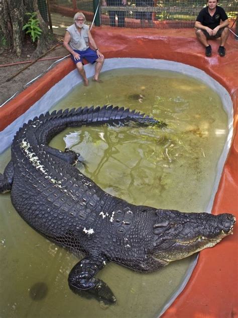 Happy Birthday Worlds Biggest Crocodile Giant Animals Saltwater