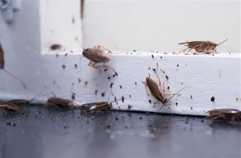 15 Tiny Bugs On Walls And Ceiling How To Get Rid Of Them