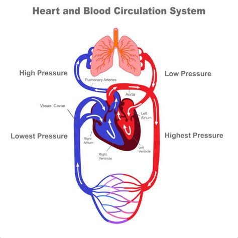 Systemic Circulation Heart