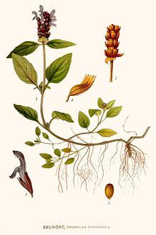 What actually lowers our healing vibrations? Prunella vulgaris - Wikipedia, la enciclopedia libre
