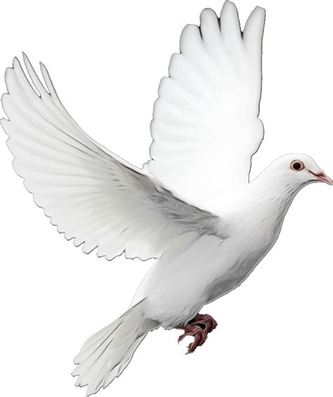 Dove Png Clipart Bird Pictures On Cliparts Pub 2020 🔝