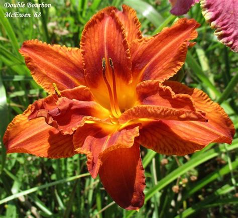 Daylily Hemerocallis Double Bourbon In The Daylilies Database