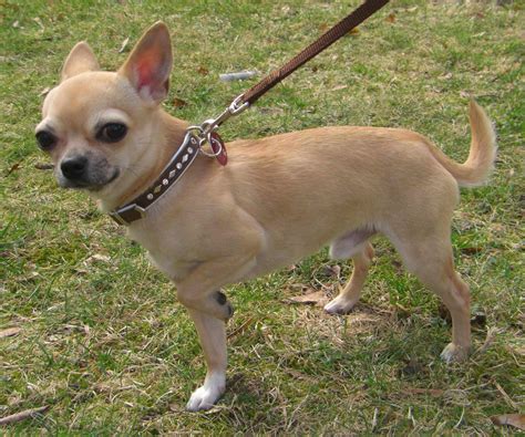 Chihuahua Dog Breed Information Pictures And More