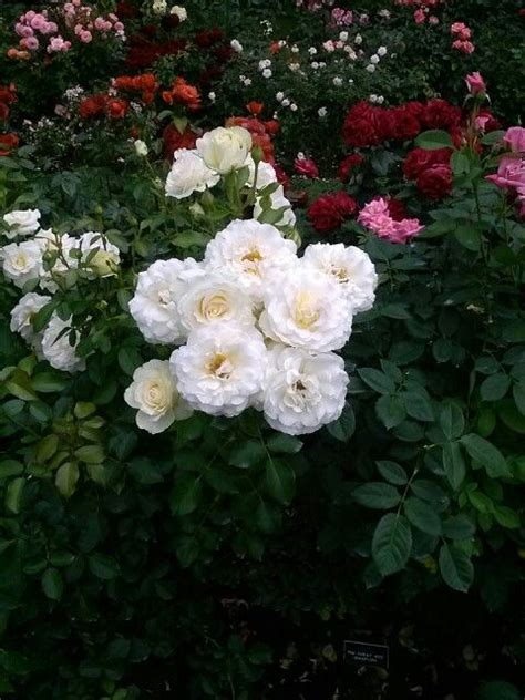 Celebrate and remember the lives we have lost in allen park, michigan. Dow Gardens MIDLAND, MI | Floral wreath, Floral, Rose