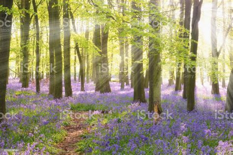 Pathway Through The Bluebells Stock Photo Download Image Now Beauty
