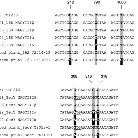 Single Nucleotide Polymorphisms SNPs In Selected Segments Of Genes