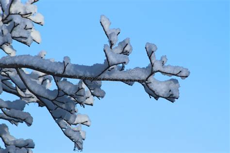 Snow Covered Tree Branch Isolated On Blue Sky Background Up Close Stock