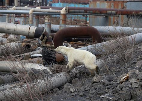 Starving Polar Bear Wanders Into Major Industrial City In Russia
